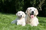 GOLDEN RETRIEVER 977